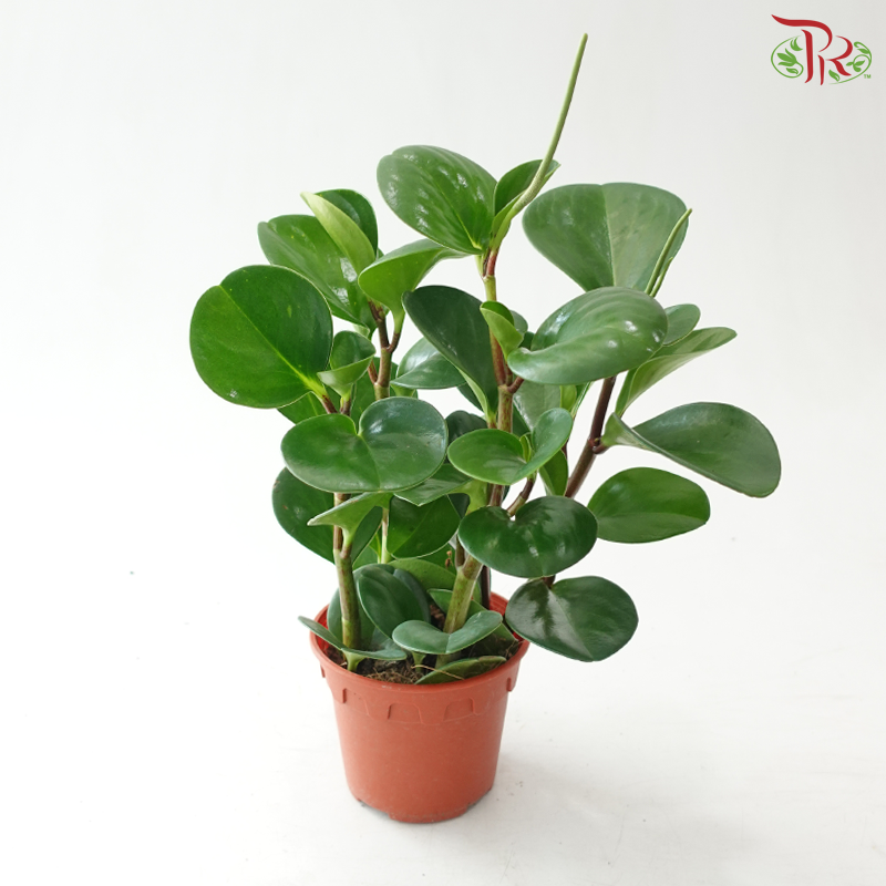 Peperomia Green (Obtusifolia) P120《圆叶椒草》