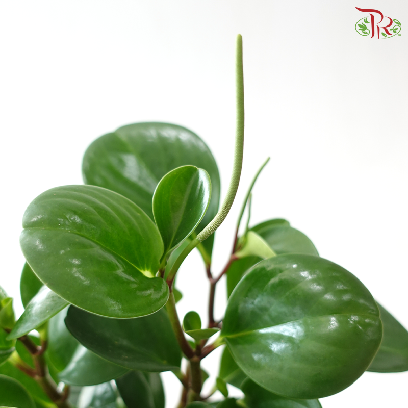 Peperomia Green (Obtusifolia) P120《圆叶椒草》