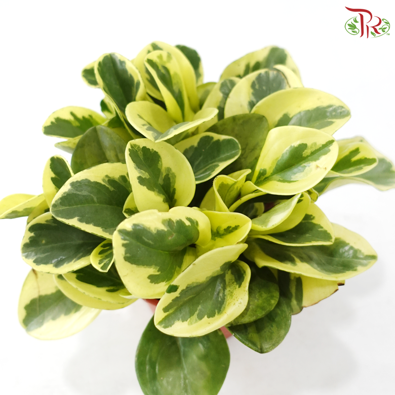 Peperomia Obutsifolia Varie P120 J01《花叶圆叶椒草》
