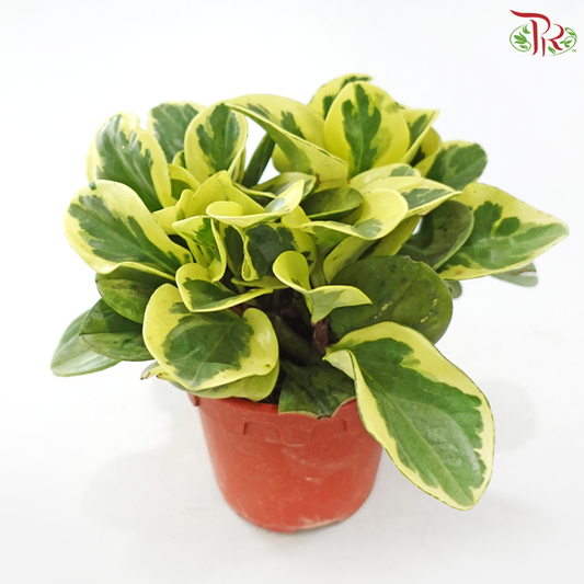 Peperomia Obutsifolia Varie P120 J01《花叶圆叶椒草》