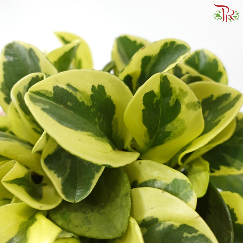 Peperomia Obutsifolia Varie P120 J01《花叶圆叶椒草》