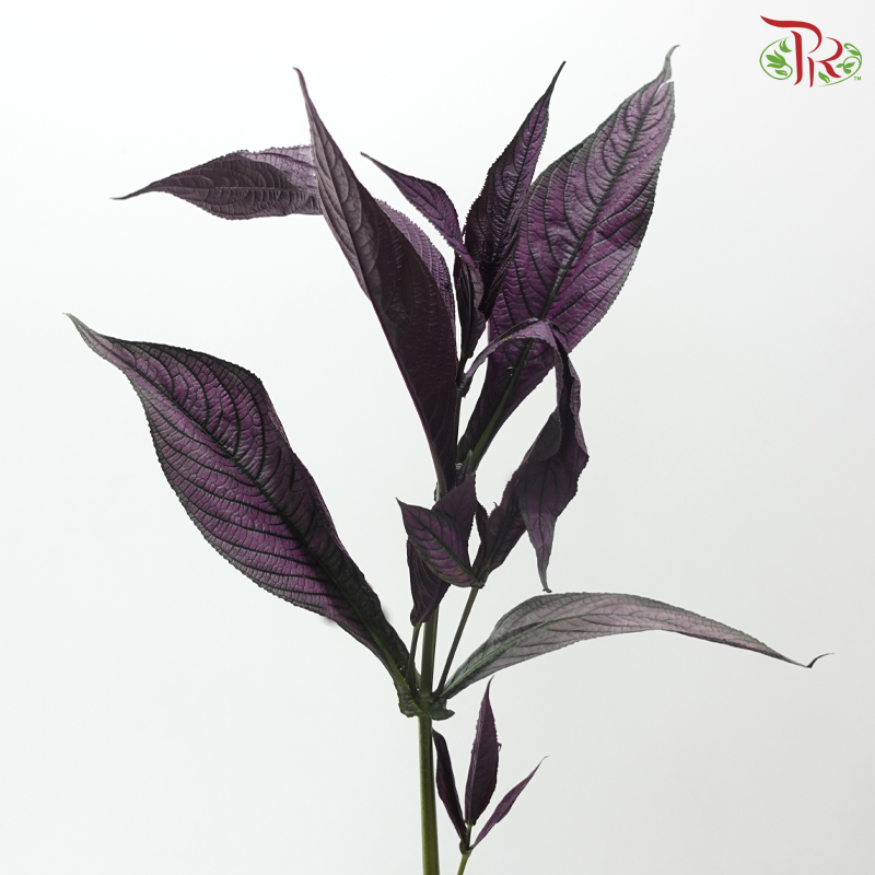 Persian Red Leaf (Per Bunch)