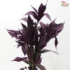 Persian Red Leaf (Per Bunch)