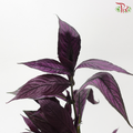 Persian Red Leaf (Per Bunch)