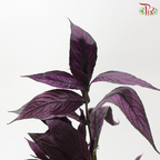 Persian Red Leaf (Per Bunch)