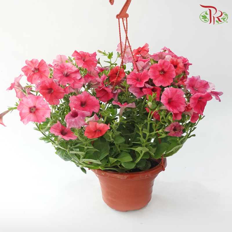 Petunia P220《牵牛花》A1R (Random Choose Color)