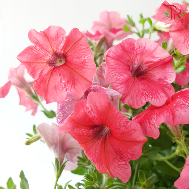 Petunia P220《牵牛花》A1R (Random Choose Color)