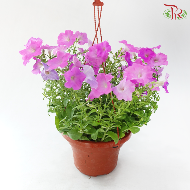 Petunia P220《牵牛花》A1R (Random Choose Color)