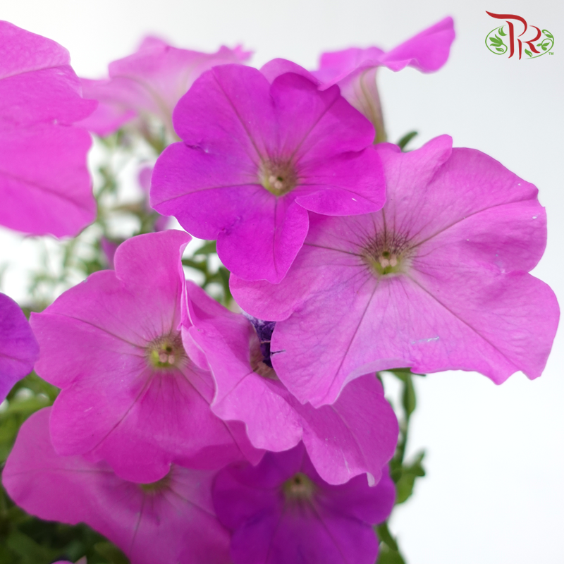 Petunia P220《牵牛花》A1R (Random Choose Color)