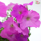 Petunia P220《牵牛花》A1R (Random Choose Color)