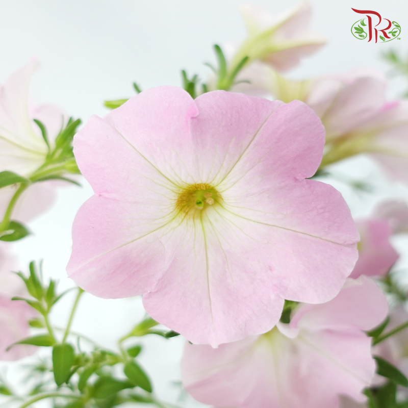Petunia P220《牵牛花》A1R (Random Choose Color)