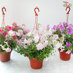 Petunia P220《牵牛花》A1R (Random Choose Color)