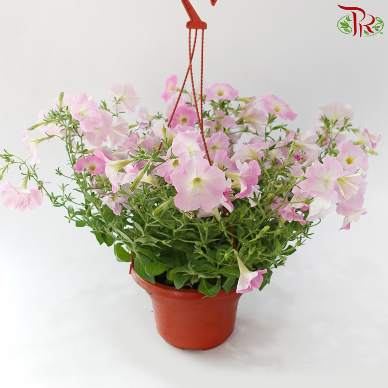 Petunia P220《牵牛花》A1R (Random Choose Color)