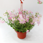Petunia P220《牵牛花》A1R (Random Choose Color)