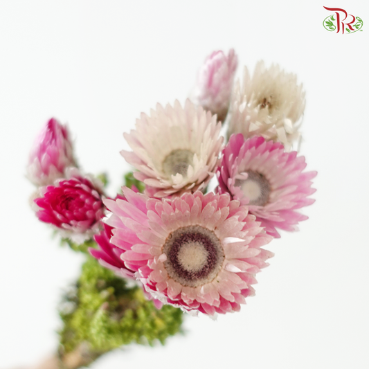 Phaenocoma Prolifera - (Per Bunch)