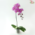 Big Single Stem Phalaenopsis Orchid - Black With Stripes (Cang Bao Tu) (Without Vase)