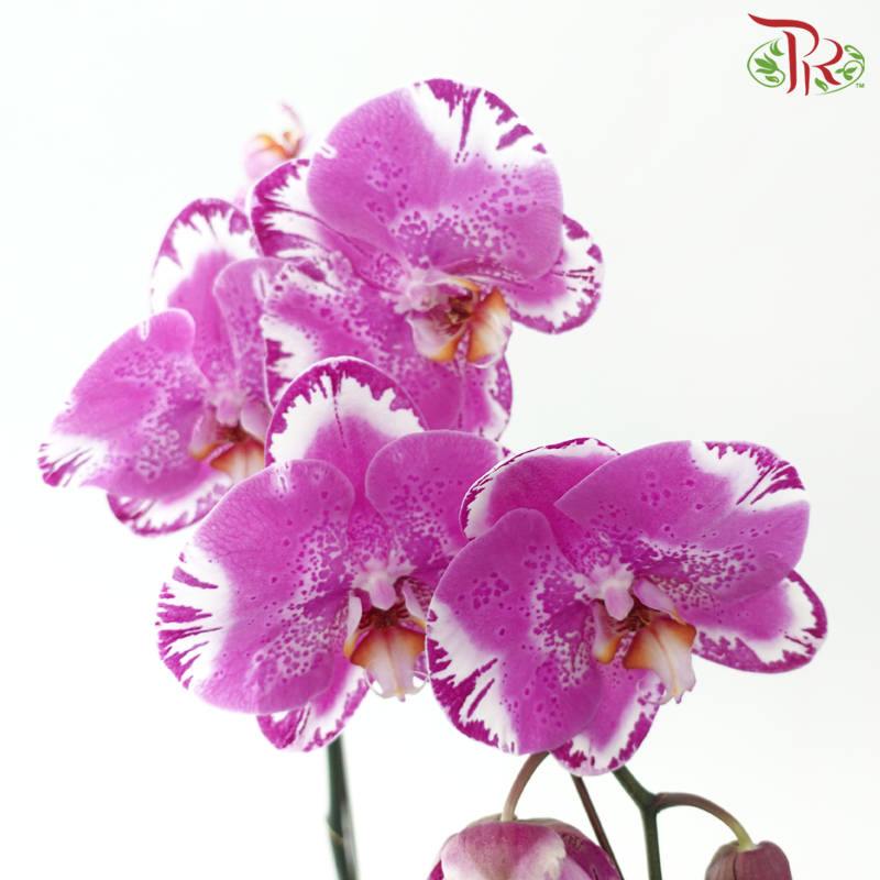 Big Single Stem Phalaenopsis Orchid - Black With Stripes (Cang Bao Tu) (Without Vase)