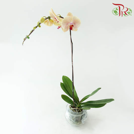 Big Single Stem Phalaenopsis Orchid - Yellow With Stripes (Without Vase)