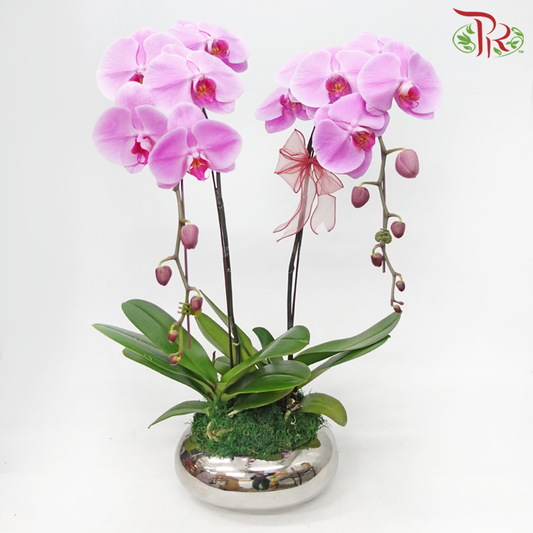2 in 1 Phalaenopsis Arrangement in Silver Pot (Random Choose Orchid Colour)