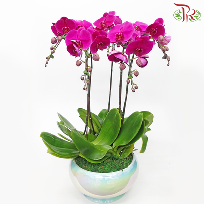 Radiant Orchid Dreams-Premium Orchid Phalaenopsis Gift Plant Collection (Random Choose Colour) - Pudu Ria Florist