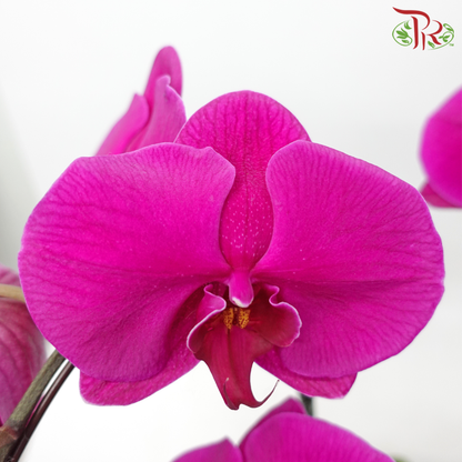 Radiant Orchid Dreams-Premium Orchid Phalaenopsis Gift Plant Collection (Random Choose Colour) - Pudu Ria Florist