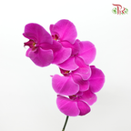 Phalaenopsis Cut - Purple (Per Stem)