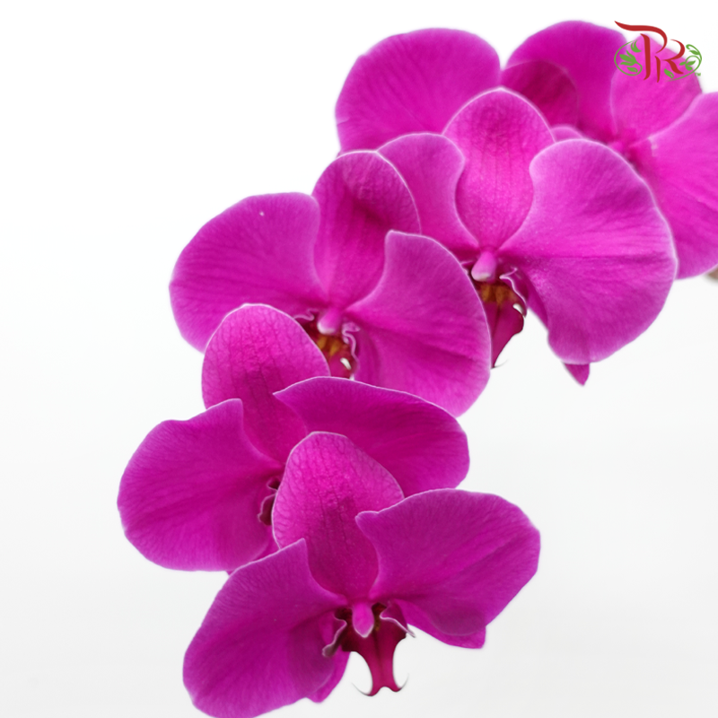 Phalaenopsis Cut - Purple (Per Stem)