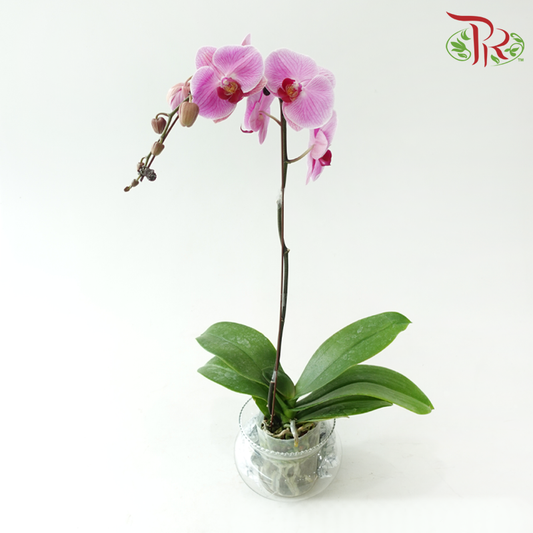 Big Single Stem Phalaenopsis Orchid - Pink 1135-9 (Without Vase)