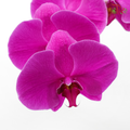 Phalaenopsis Cut - Purple (Per Stem)