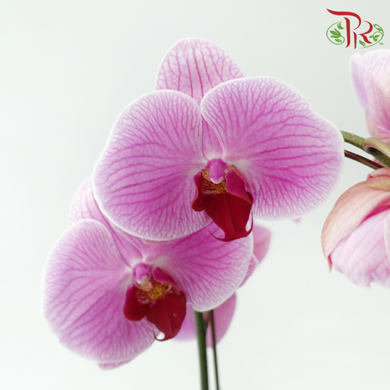 Big Single Stem Phalaenopsis Orchid - Pink 1135-9 (Without Vase)