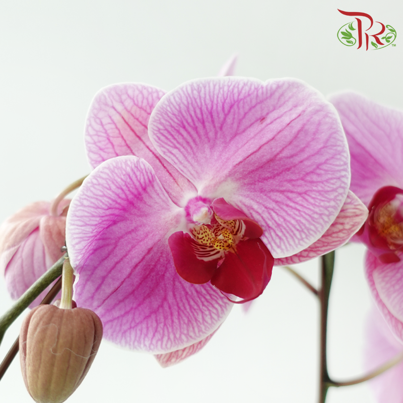 Big Single Stem Phalaenopsis Orchid - Pink 1135-9 (Without Vase)