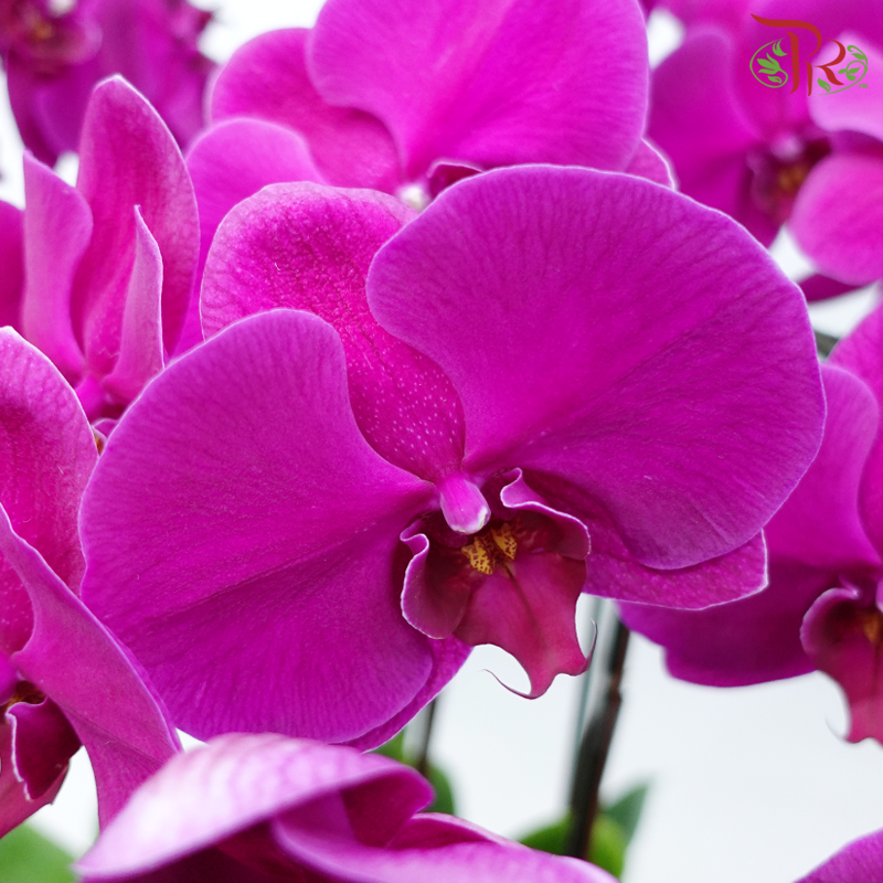 8in1 Premium Orchids Arrangement in Tall Pot (Random Choose Orchid Colour & Design)