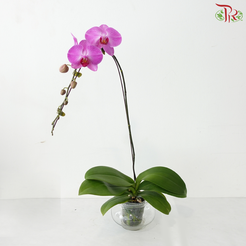 Big Single Stem Phalaenopsis Orchid - Cherry Pink - OX3035 (Without Vase)