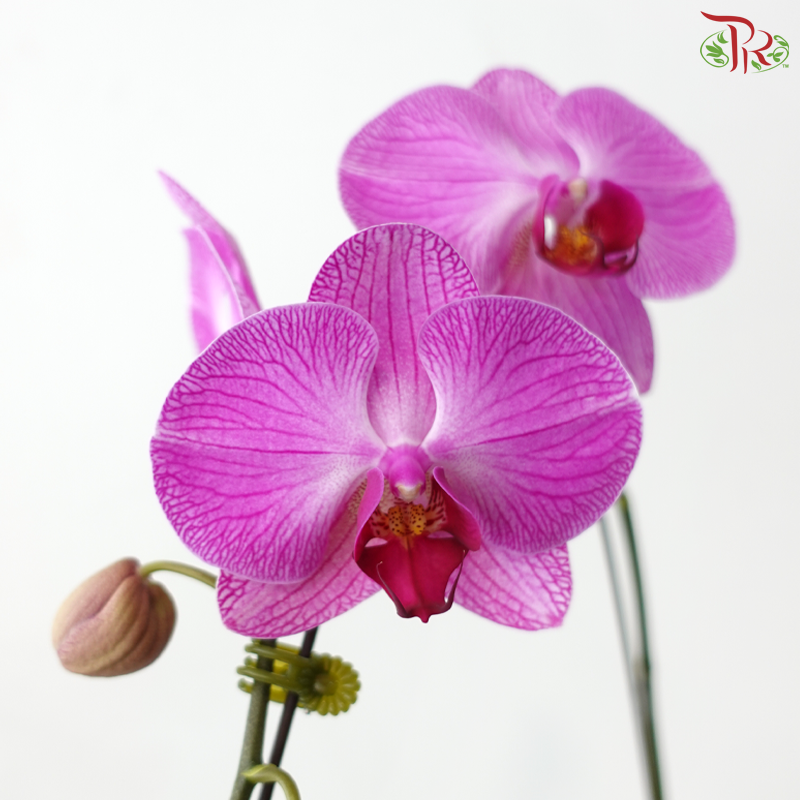 Big Single Stem Phalaenopsis Orchid - Cherry Pink - OX3035 (Without Vase)