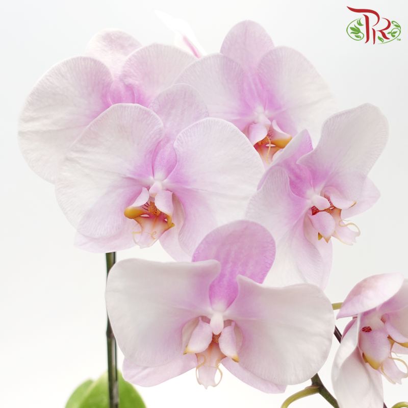 Big Single Stem Phalaenopsis Orchid - Chiffon Pink (Without Pot)