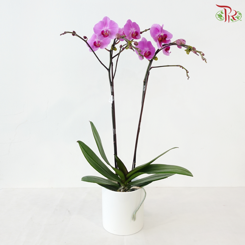 Medium Size Double Stems Phalaenopsis Orchid - Minneapolis (Without Pot)
