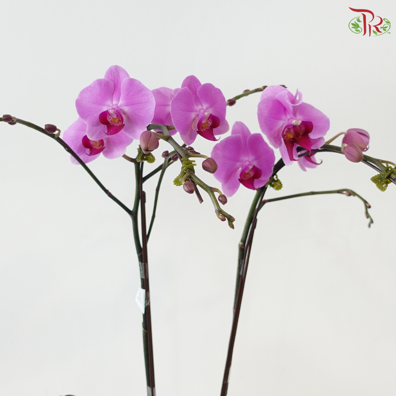 Medium Size Double Stems Phalaenopsis Orchid - Minneapolis (Without Pot)