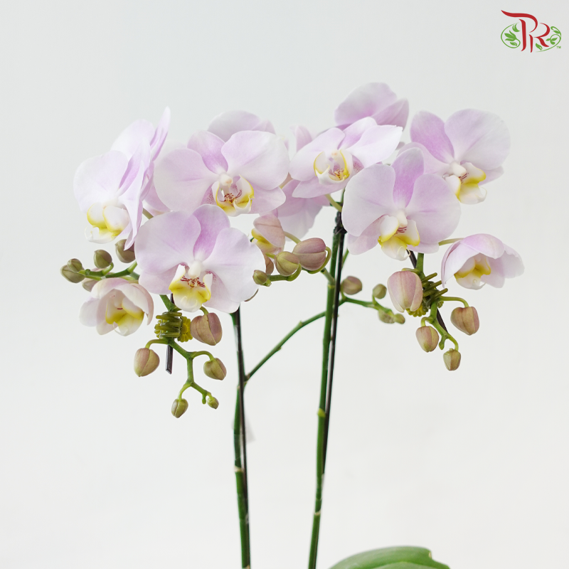 Mini Double Stems Phalaenopsis Orchid - Angel Eyes (M-LPYL) (Without Pot)