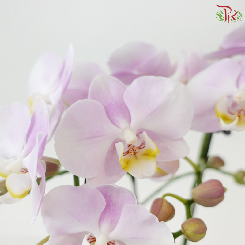 Mini Double Stems Phalaenopsis Orchid - Angel Eyes (M-LPYL) (Without Pot)