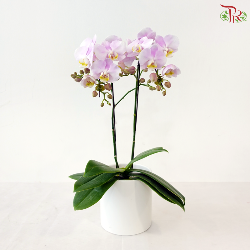 Mini Double Stems Phalaenopsis Orchid - Angel Eyes (M-LPYL) (Without Pot)