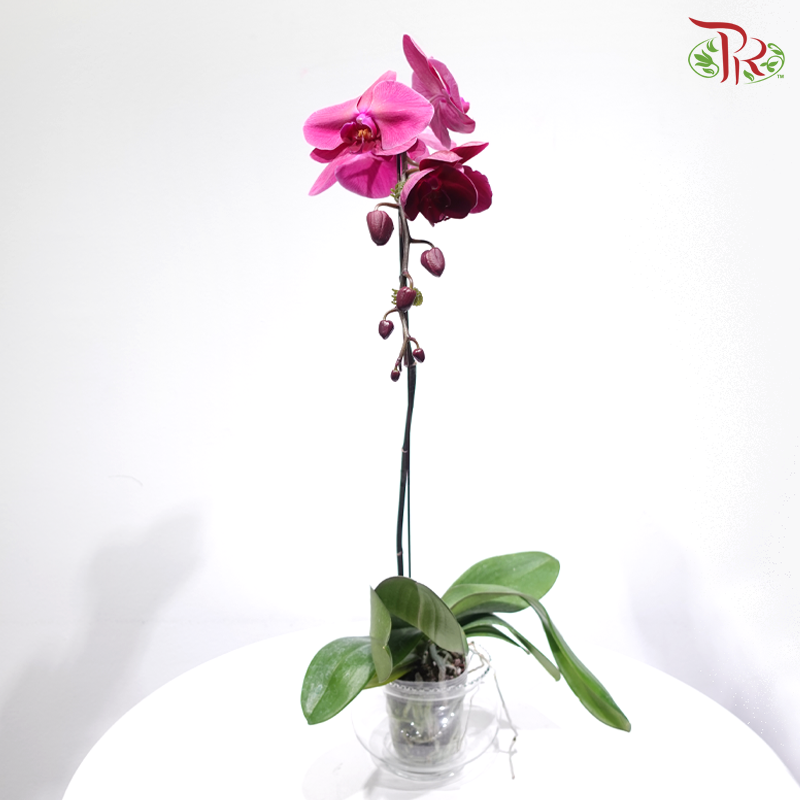 Big Single Stem Phalaenopsis Orchid - OR (OX1740) (Without Vase)