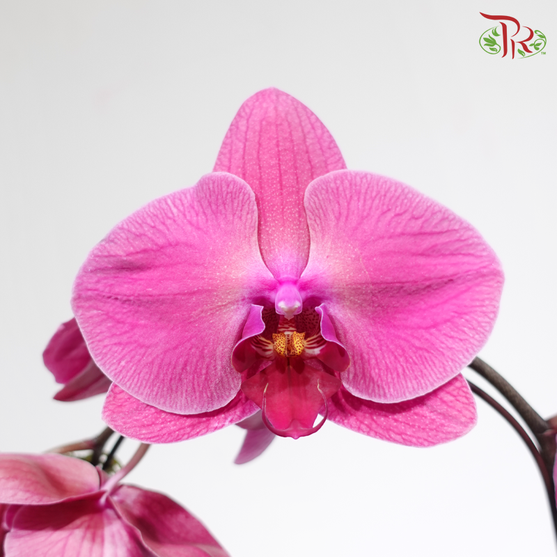 Big Single Stem Phalaenopsis Orchid - OR (OX1740) (Without Vase)