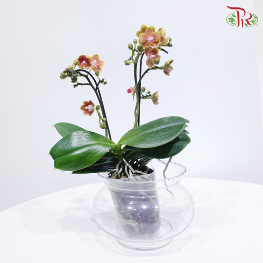 Mini Double Stems Phalaenopsis Orchid - M-YT (SRM0958) (Without Vase)