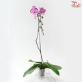 Big Single Stem Phalaenopsis Orchid - Happy Dancer (Without Vase)