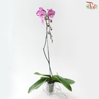 Big Single Stem Phalaenopsis Orchid - Happy Dancer (Without Vase)