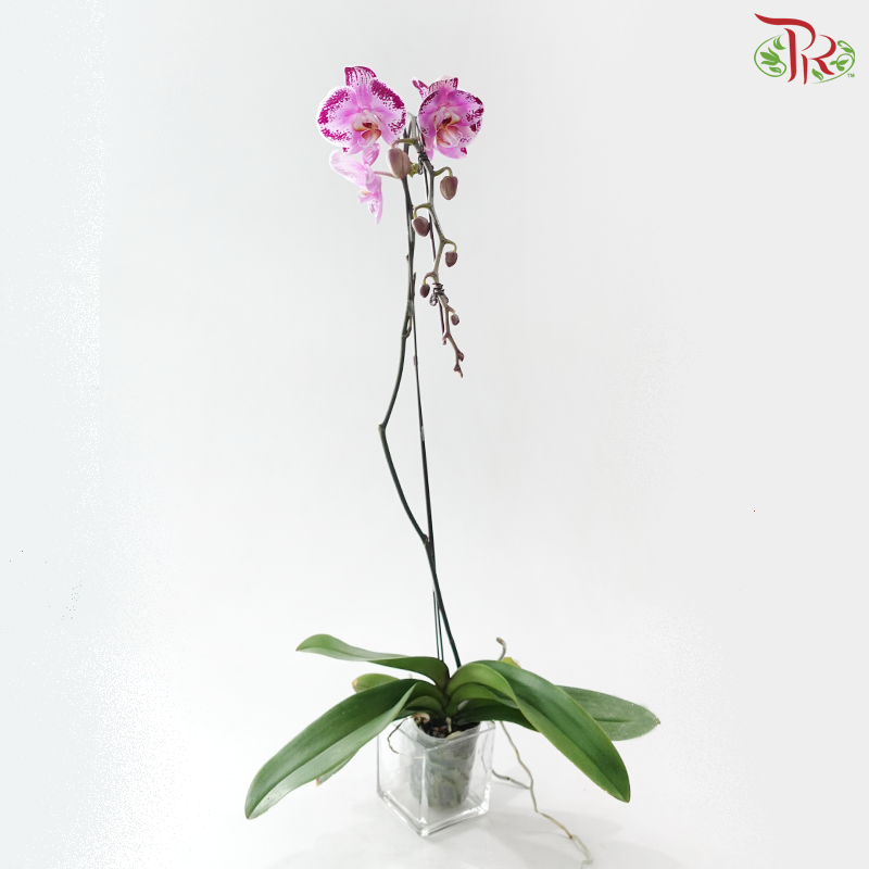 Big Single Stem Phalaenopsis Orchid - Happy Dancer (Without Vase)