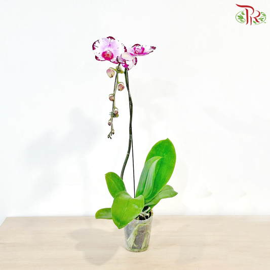 Big Single Stem Phalaenopsis Orchid - Bicolour Pink & White With Purple Lining - WPURSP (JN10705) (Without Vase)