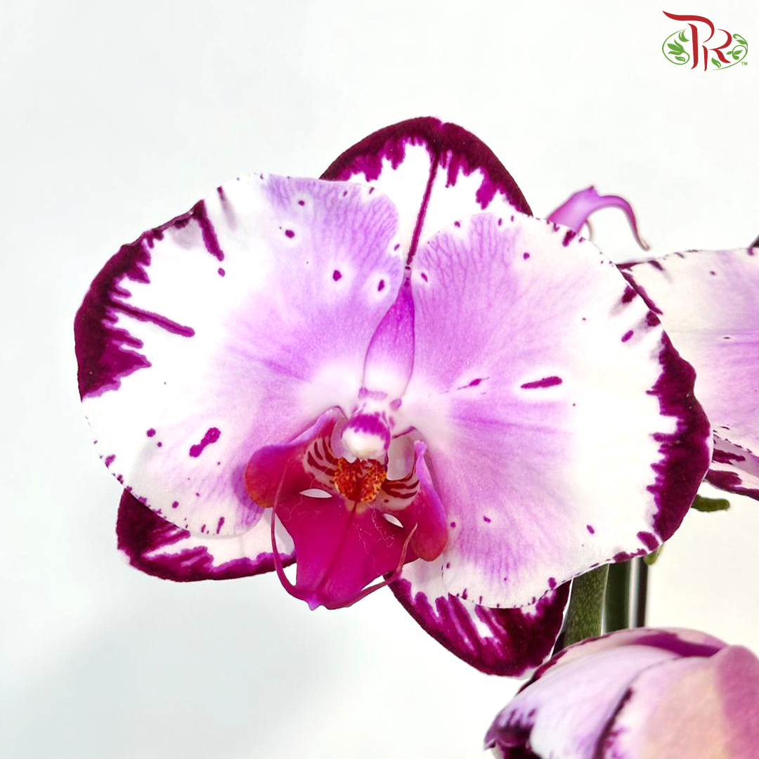 Big Single Stem Phalaenopsis Orchid - Bicolour Pink & White With Purple Lining - WPURSP (JN10705) (Without Vase)