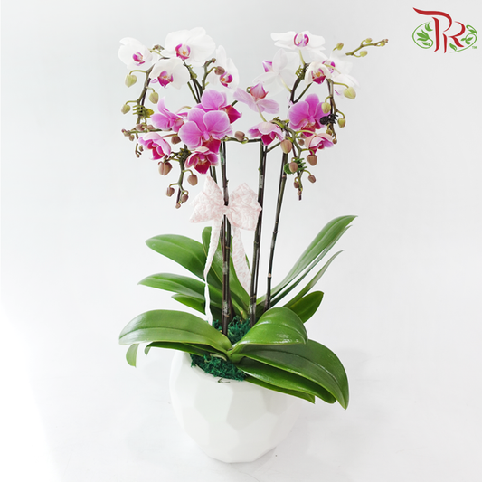 The Orchid Atelier - 2in1 Double Mini Phalaenopsis Orchid (Random Choose Orchid Colours)