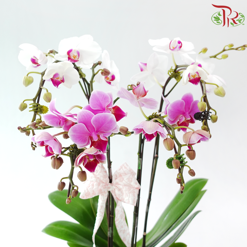 The Orchid Atelier - 2in1 Double Mini Phalaenopsis Orchid (Random Choose Orchid Colours)